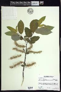 Salix pyrolifolia image