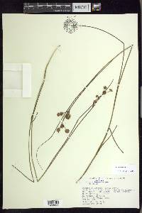 Juncus nodosus image