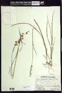 Juncus ensifolius var. montanus image