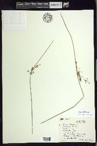 Juncus pylaei image