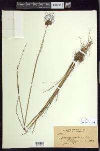 Juncus nodosus image