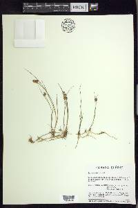 Juncus nodosus image