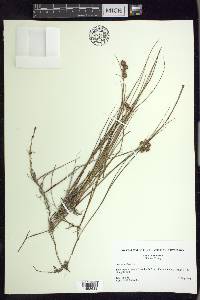 Juncus nodosus image