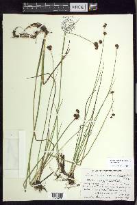 Juncus nevadensis image