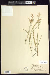 Juncus nodosus image