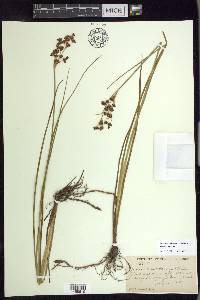 Juncus nevadensis image