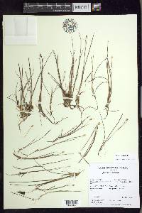 Juncus triglumis image