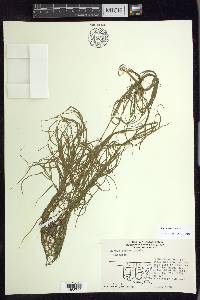 Juncus repens image