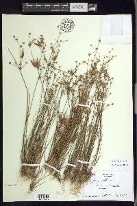 Juncus debilis image