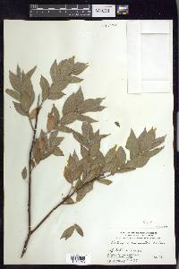 Salix cordata image