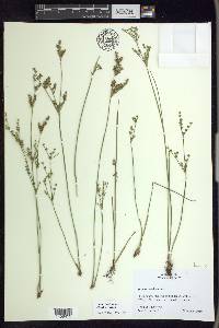 Juncus brevicaudatus image