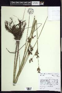 Juncus elliottii image