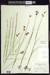 Juncus nevadensis image