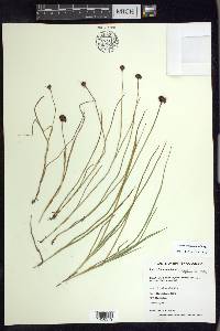 Juncus mertensianus image