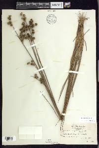 Juncus scirpoides image