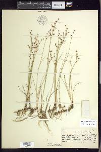 Juncus alpinoarticulatus image