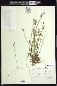 Juncus nodosus image