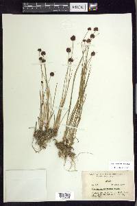 Juncus mertensianus image