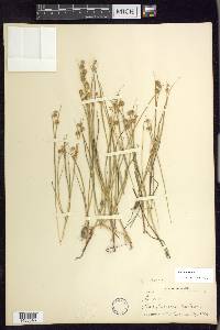 Juncus nodosus image