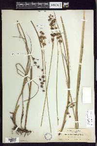 Juncus nevadensis var. nevadensis image