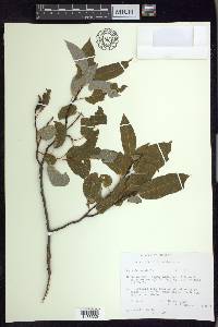 Salix pyrolifolia image