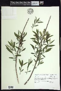 Salix petiolaris image