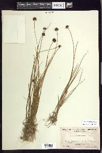 Juncus mertensianus image