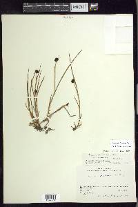 Juncus mertensianus image