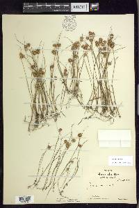 Juncus nodosus image