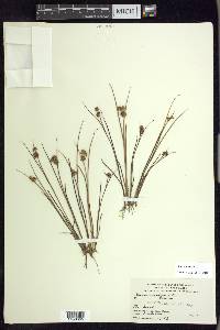 Juncus nodosus image