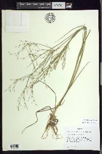 Juncus diffusissimus image