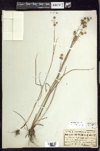 Juncus scirpoides image