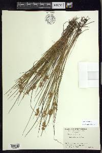 Juncus nodosus image