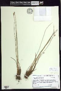 Juncus parryi image