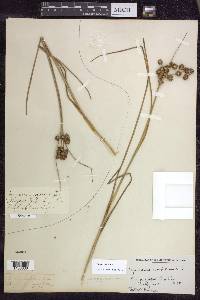 Juncus nodosus image