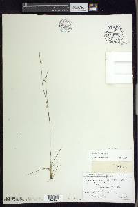 Juncus bufonius var. bufonius image