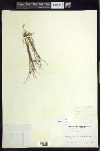 Juncus nodosus image