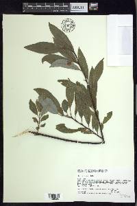 Salix myricoides image