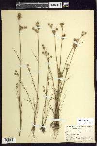 Juncus scirpoides image