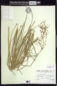 Juncus rugulosus image