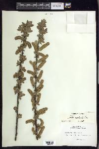 Salix cordata image