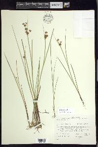 Juncus nodosus image