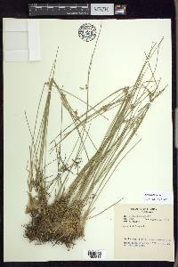 Juncus filiformis image