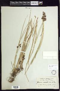 Juncus nevadensis var. nevadensis image