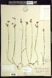 Juncus nodosus image