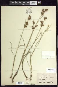 Juncus scirpoides image