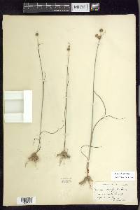 Juncus scirpoides image