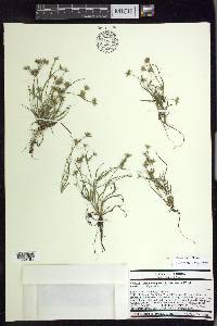 Juncus repens image