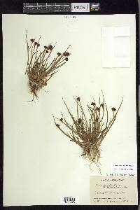 Juncus mertensianus image