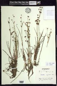 Juncus supiniformis image